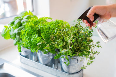 Herbs and vegetables: Grow your own